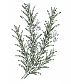 Rosemary botanical illustration